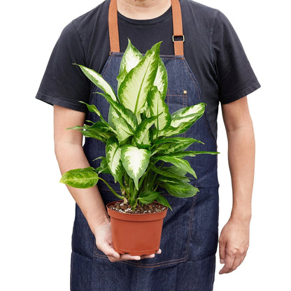 Dieffenbachia Camille