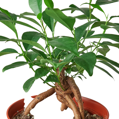 Ficus 'Ginseng'