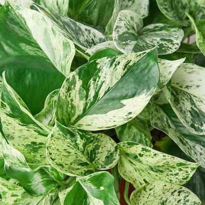 Pothos 'Marble Queen'