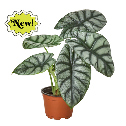 Alocasia Silver Dragon