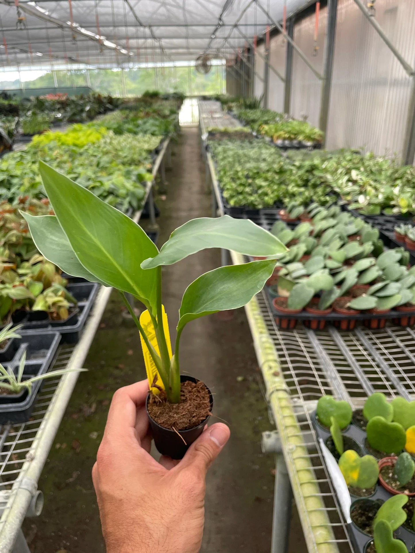 White Bird of Paradise 'Strelitzia Nicolai'