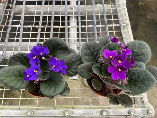 African Violet