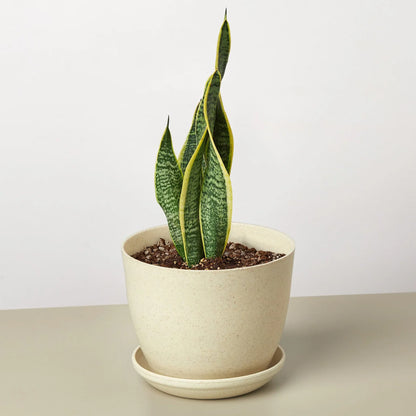 Snake Plant Laurentii