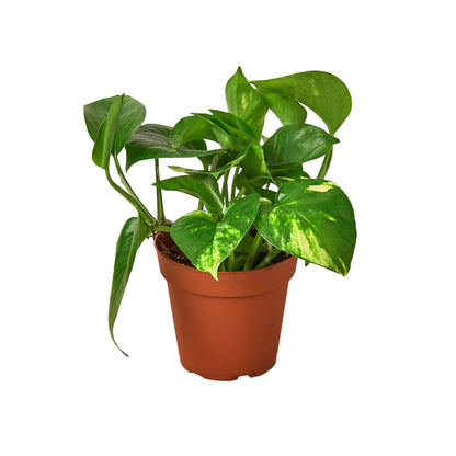 Pothos 'Golden'